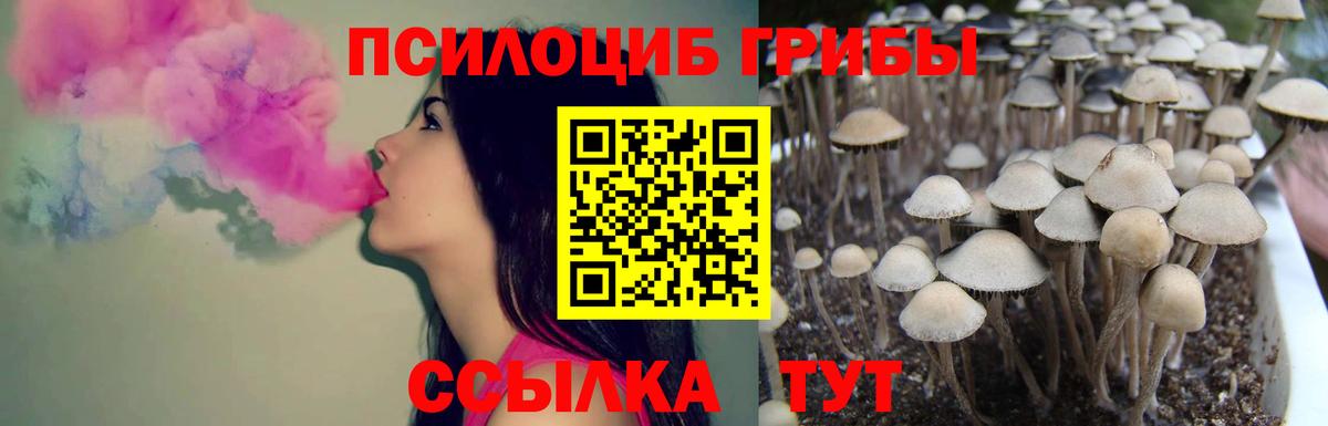 Псилоцибиновые грибы мицелий Красный Сулин